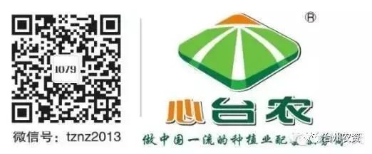 果實接近成熟，警惕柑橘表面各種油胞病